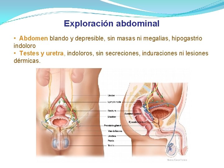 Exploración abdominal • Abdomen blando y depresible, sin masas ni megalias, hipogastrio indoloro • Exploración abdominal • Abdomen blando y depresible, sin masas ni megalias, hipogastrio indoloro •