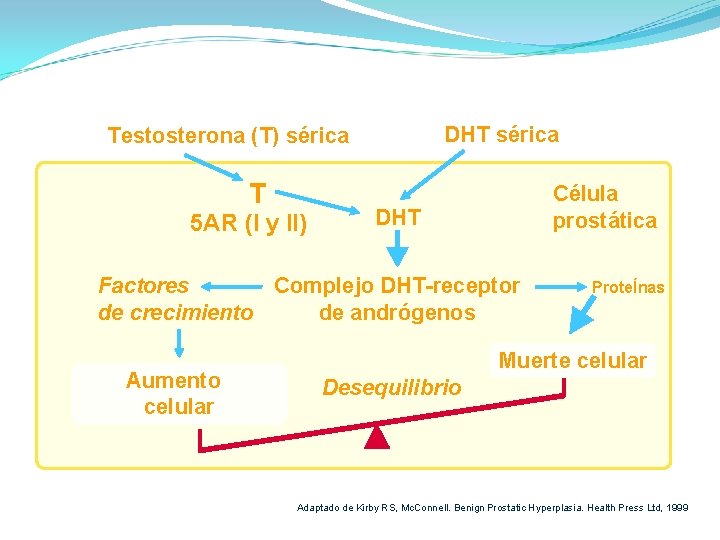 Regulación del crecimiento celular en la HBP DHT sérica Testosterona (T) sérica T 5 Regulación del crecimiento celular en la HBP DHT sérica Testosterona (T) sérica T 5