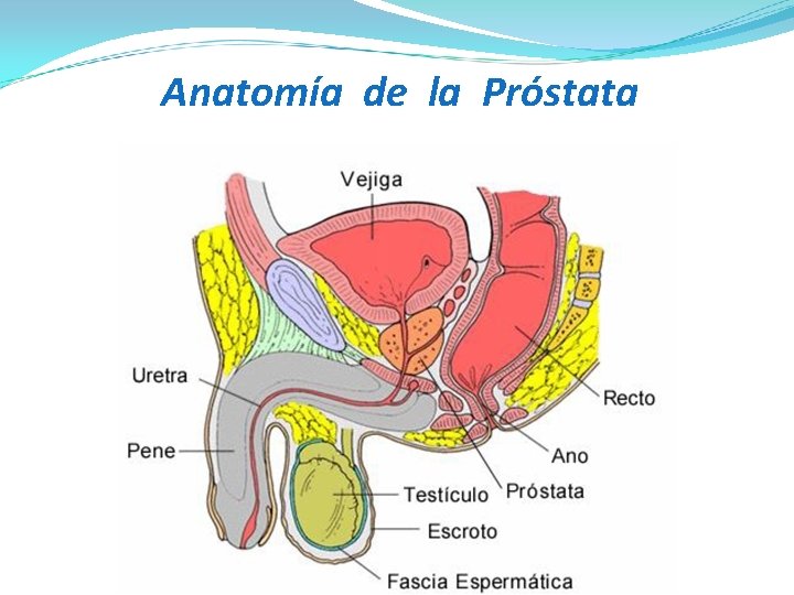 Anatomía de la Próstata Anatomía de la Próstata