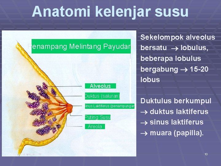 Anatomi kelenjar susu Sekelompok alveolus Penampang Melintang Payudara bersatu lobulus, beberapa lobulus bergabung 15