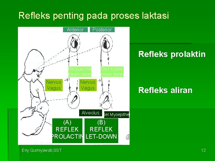 Refleks penting pada proses laktasi Anterior Posterior Refleks prolaktin PROLACTIN dalam darah Nervus Vagus