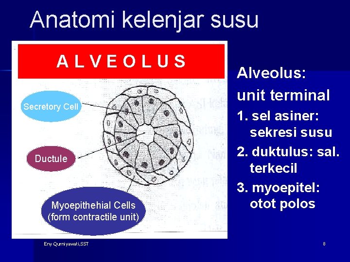 Anatomi kelenjar susu ALVEOLUS Secretory Cell Ductule Myoepithehial Cells (form contractile unit) Eny Qurniyawati,