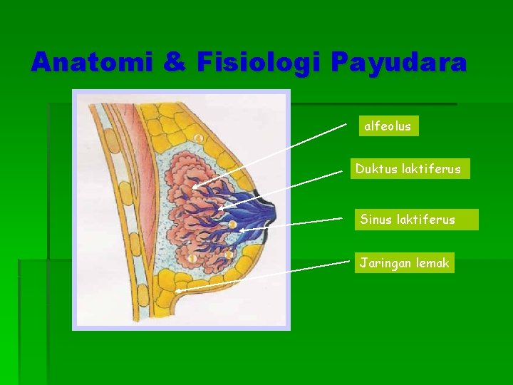Anatomi & Fisiologi Payudara alfeolus Duktus laktiferus Sinus laktiferus Jaringan lemak 