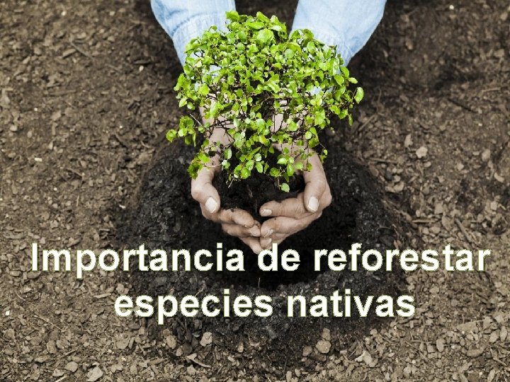 Importancia de reforestar especies nativas 