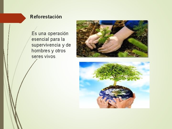Reforestación Es una operación esencial para la supervivencia y de hombres y otros seres