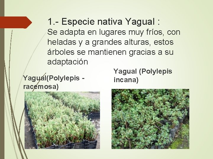 1. - Especie nativa Yagual : Se adapta en lugares muy fríos, con heladas