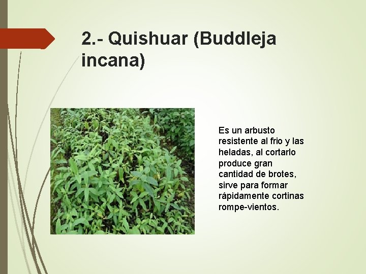 2. - Quishuar (Buddleja incana) Es un arbusto resistente al frio y las heladas,