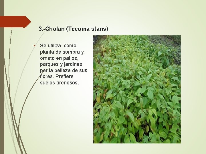 3. -Cholan (Tecoma stans) • Se utiliza como planta de sombra y ornato en