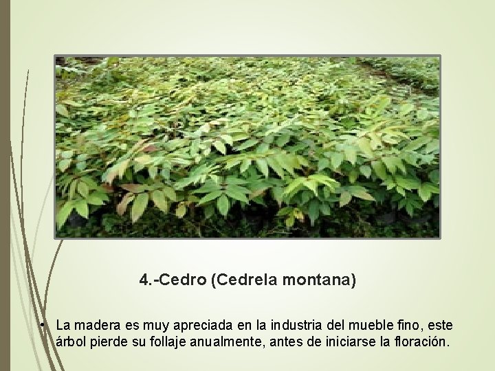 4. -Cedro (Cedrela montana) • La madera es muy apreciada en la industria del