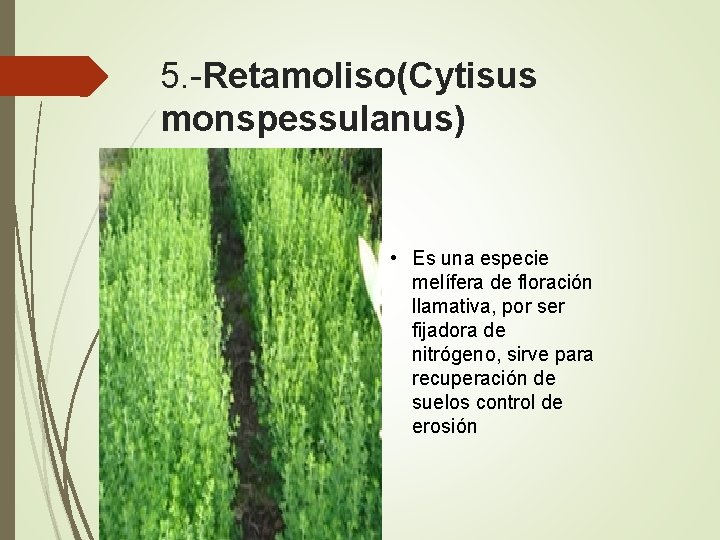 5. -Retamoliso(Cytisus monspessulanus) • Es una especie melífera de floración llamativa, por ser fijadora
