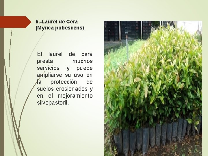 6. -Laurel de Cera (Myrica pubescens) El laurel de cera presta muchos servicios y