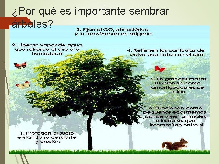 ¿Por qué es importante sembrar árboles? 