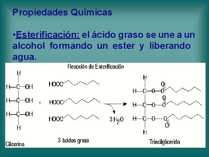 Propiedades Químicas • Esterificación: el ácido graso se une a un alcohol formando un Propiedades Químicas • Esterificación: el ácido graso se une a un alcohol formando un