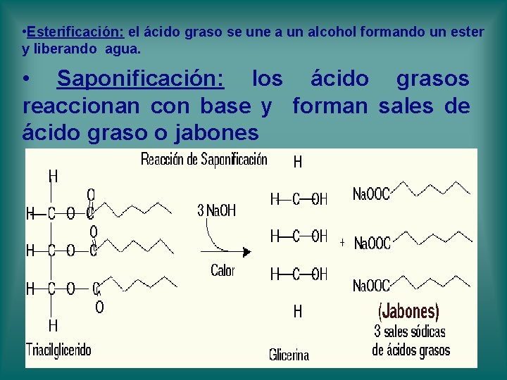 • Esterificación: el ácido graso se une a un alcohol formando un ester • Esterificación: el ácido graso se une a un alcohol formando un ester