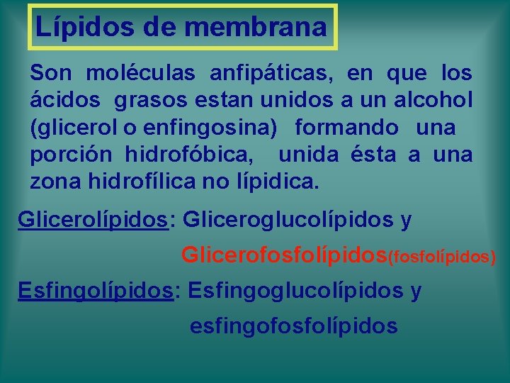 Lípidos de membrana Son moléculas anfipáticas, en que los ácidos grasos estan unidos a Lípidos de membrana Son moléculas anfipáticas, en que los ácidos grasos estan unidos a