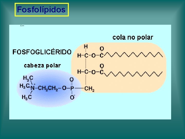 Fosfolípidos Fosfolípidos