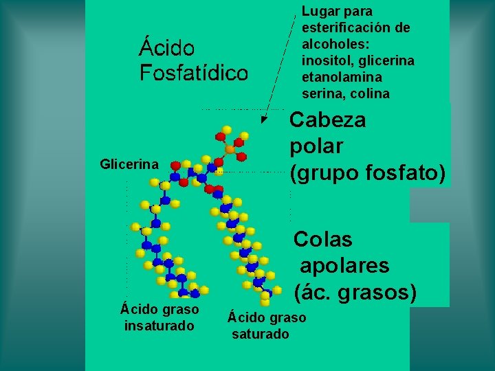 Lugar para esterificación de alcoholes: inositol, glicerina etanolamina serina, colina Glicerina Ácido graso insaturado Lugar para esterificación de alcoholes: inositol, glicerina etanolamina serina, colina Glicerina Ácido graso insaturado