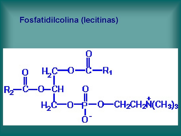 Fosfatidilcolina (lecitinas) Fosfatidilcolina (lecitinas)