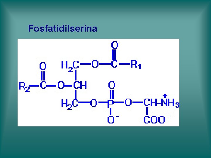 Fosfatidilserina Fosfatidilserina