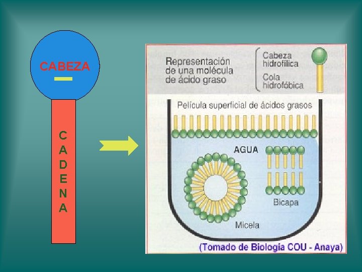CABEZA C A D E N A CABEZA C A D E N A