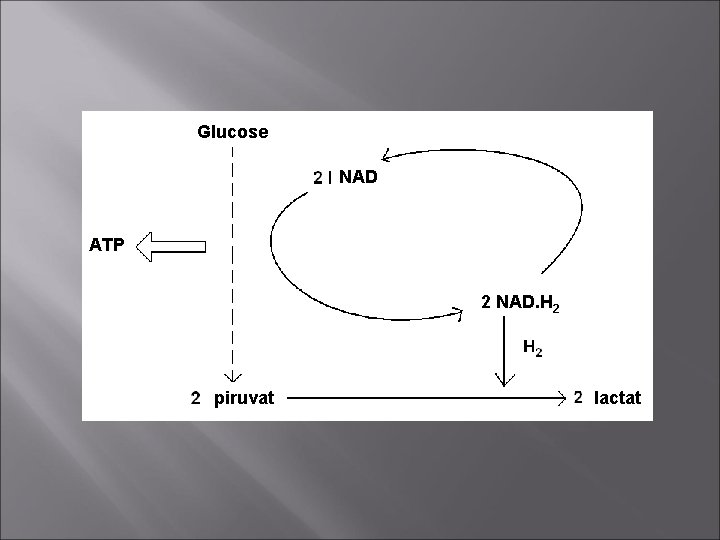 Glucose NAD ATP 2 NAD. H 2 piruvat lactat 