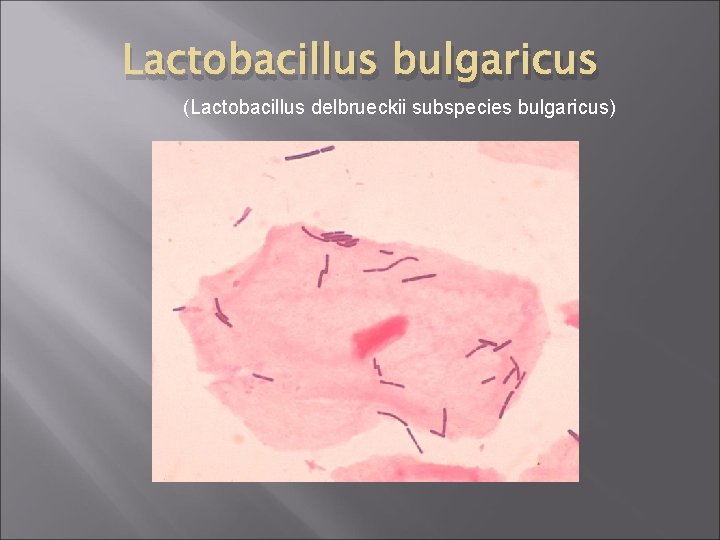 Lactobacillus bulgaricus (Lactobacillus delbrueckii subspecies bulgaricus) 