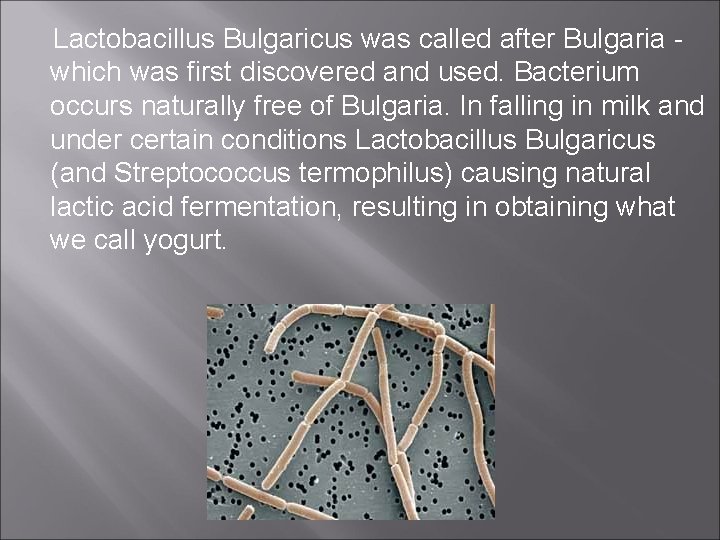Lactobacillus Bulgaricus was called after Bulgaria - which was first discovered and used. Bacterium