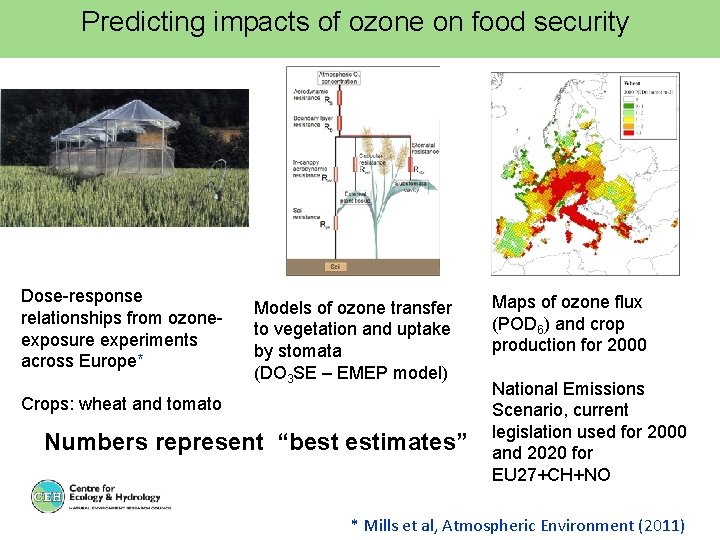 Predicting impacts of ozone on food security Dose-response relationships from ozoneexposure experiments across Europe*