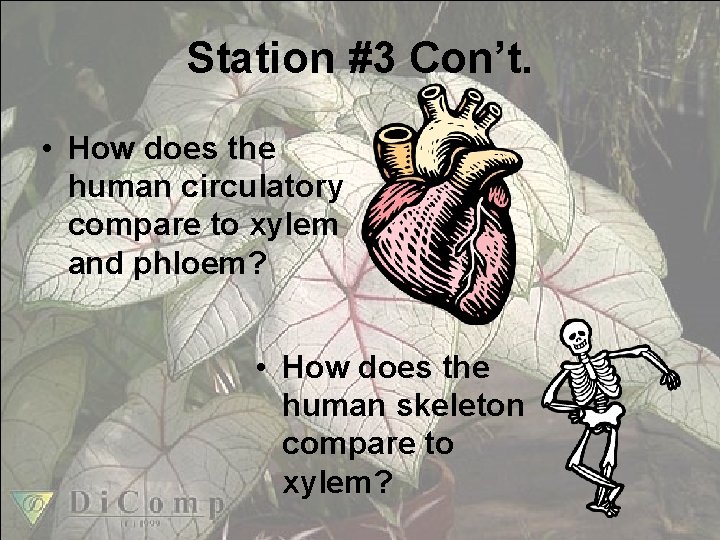 Station #3 Con’t. • How does the human circulatory compare to xylem and phloem?