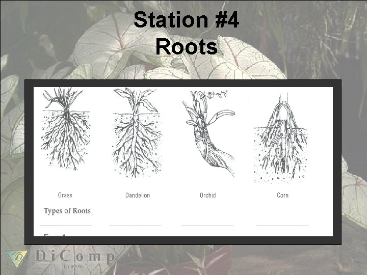 Station #4 Roots 