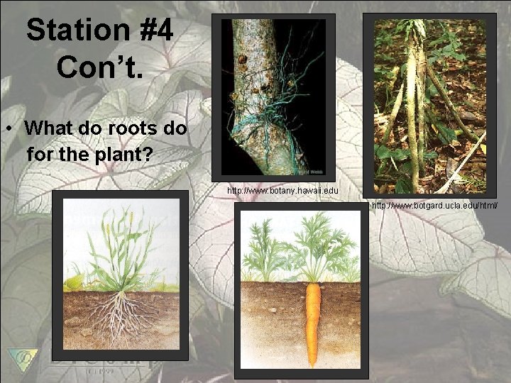 Station #4 Con’t. • What do roots do for the plant? http: //www. botany.