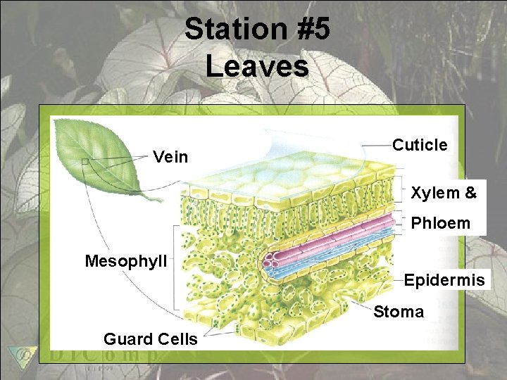 Station #5 Leaves Vein Cuticle Xylem & Phloem Mesophyll Epidermis Stoma Guard Cells 