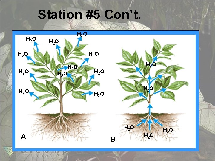 Station #5 Con’t. H 2 O H 2 O H 2 O H 2