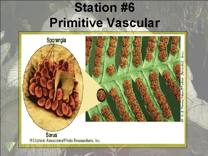 Station #6 Primitive Vascular 