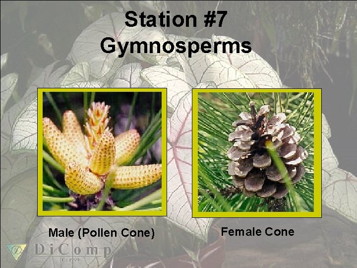 Station #7 Gymnosperms Male (Pollen Cone) Female Cone 