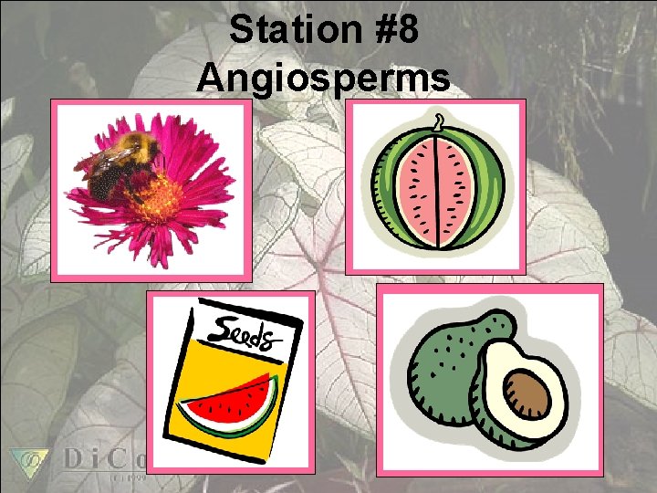 Station #8 Angiosperms 