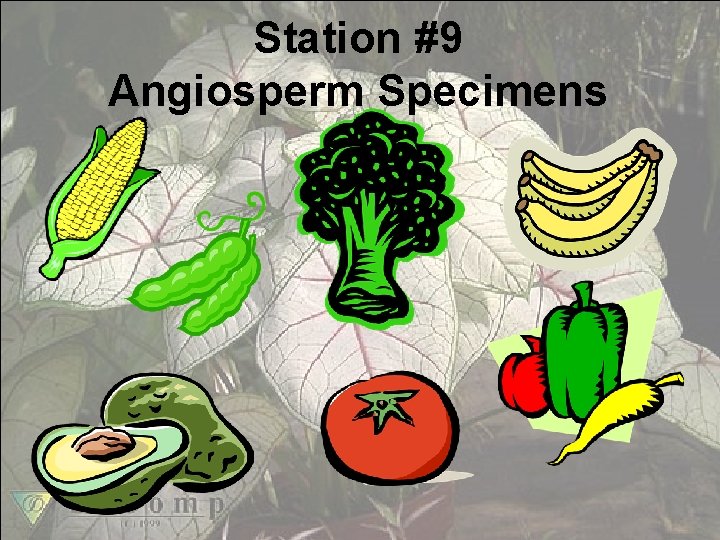 Station #9 Angiosperm Specimens 