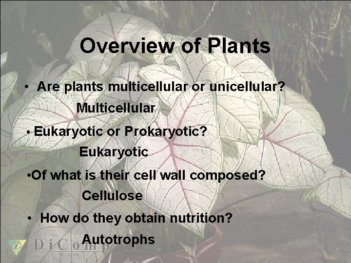 Overview of Plants • Are plants multicellular or unicellular? Multicellular • Eukaryotic or Prokaryotic?
