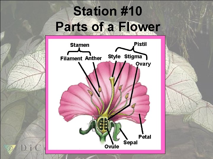 Station #10 Parts of a Flower Pistil Stamen Filament Anther Style Stigma Ovary Ovule