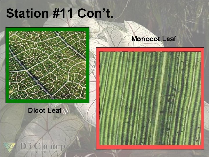 Station #11 Con’t. Monocot Leaf • Leaves Dicot Leaf 