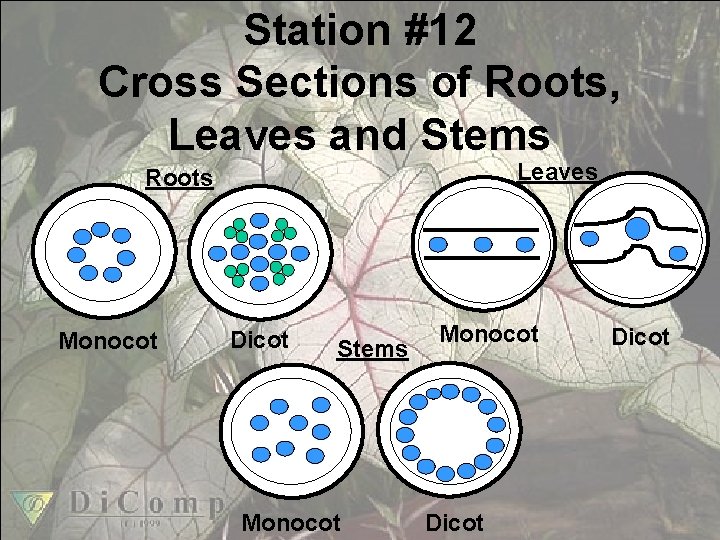 Station #12 Cross Sections of Roots, Leaves and Stems Leaves Roots Monocot Dicot Stems