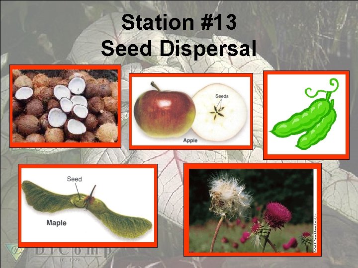 Station #13 Seed Dispersal 