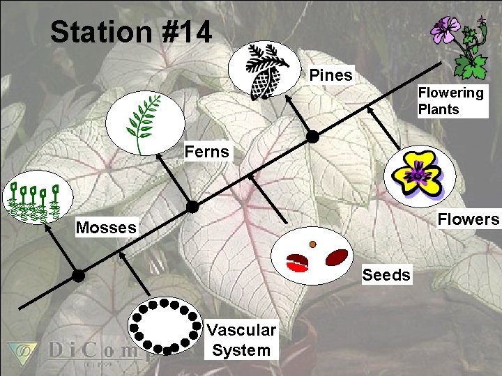 Station #14 Pines Flowering Plants Ferns Flowers Mosses Seeds Vascular System 