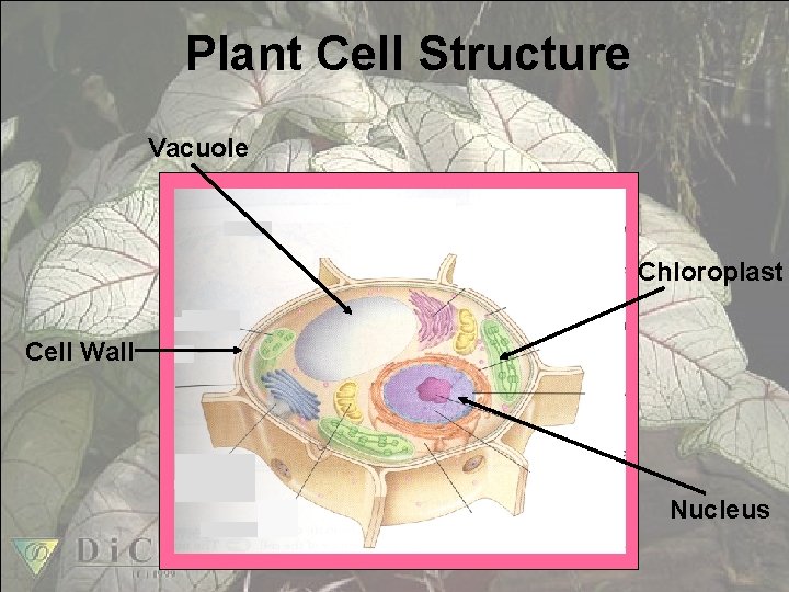 Plant Cell Structure Vacuole Chloroplast Cell Wall Nucleus 
