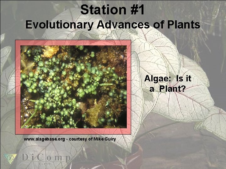 Station #1 Evolutionary Advances of Plants Algae: Is it a Plant? www. alagebase. org