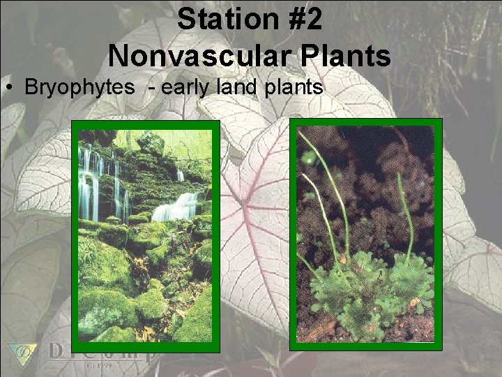 Station #2 Nonvascular Plants • Bryophytes - early land plants 