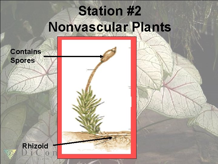 Station #2 Nonvascular Plants Contains Spores Rhizoid 