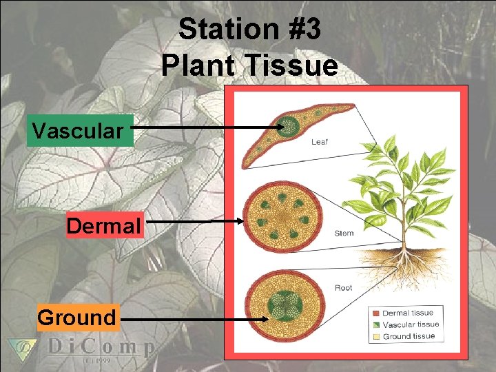 Station #3 Plant Tissue Vascular Dermal Ground 