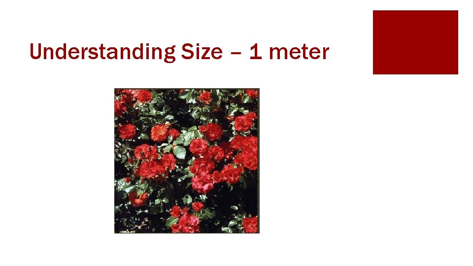 Understanding Size – 1 meter 