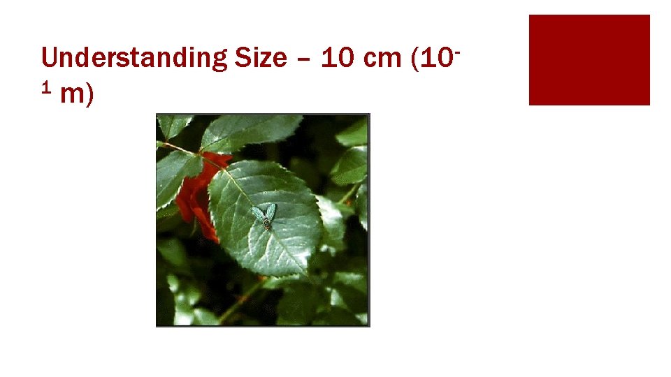 Understanding Size – 10 cm (101 m) 